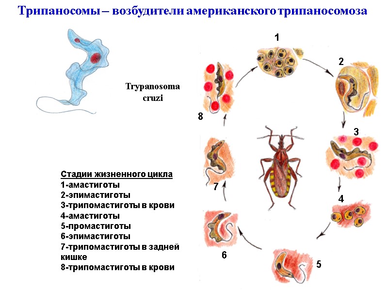 Trypanosoma cruzi Трипаносомы – возбудители американского трипаносомоза 1 2 3 4 5 6 7